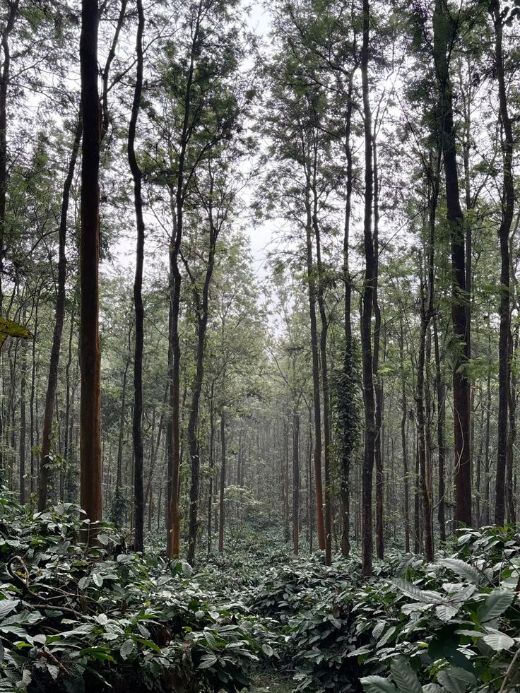 Coorg Coffee Estate Walk